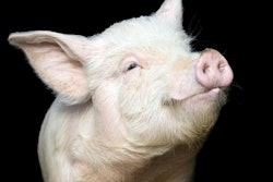 Portrait of a cute pig