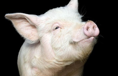 Portrait of a cute pig
