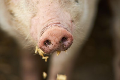 Dirty pig nose eating. Close up. Pink