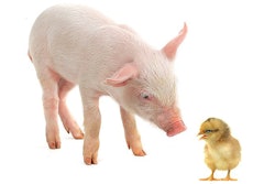 piglet-and-chick