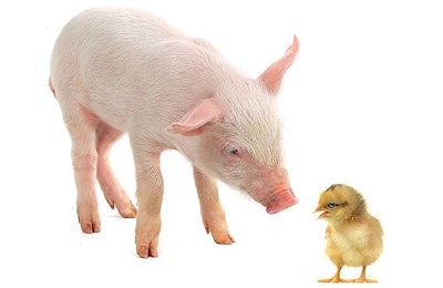 piglet-and-chick