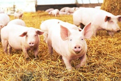 herd of young piglet on hay and straw at pig breeding farm