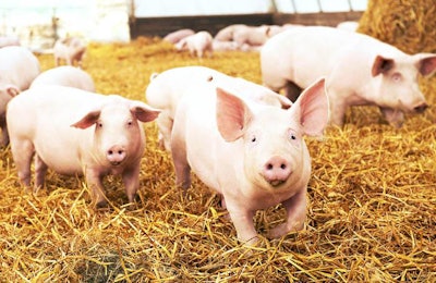 herd of young piglet on hay and straw at pig breeding farm
