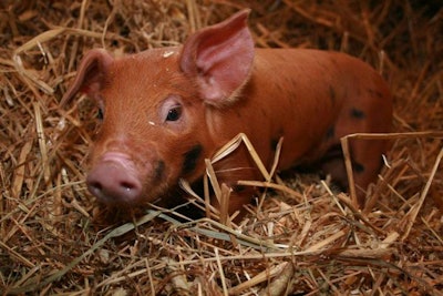piglet-laying-down-in-straw