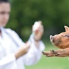 piglet-vaccination