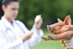 piglet-vaccination