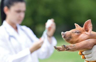 piglet-vaccination