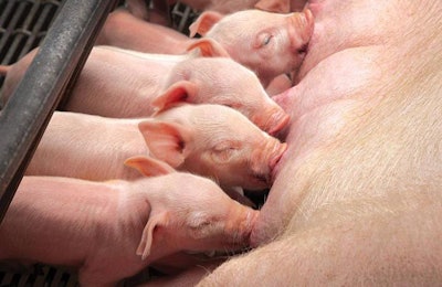 piglets-benefit-from-trace-minerals-1510