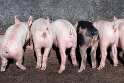 piglets-eating-1411PIGpiglets