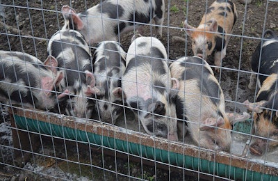 piglets-eating-from-a-trough