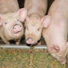 piglets-eating-from-trough