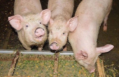 piglets-eating-from-trough