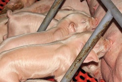 piglets-nursing-farrowing-crate