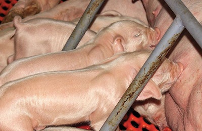 piglets-nursing-farrowing-crate