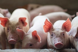 piglets-on-pig-farm