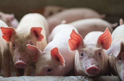 piglets-on-pig-farm