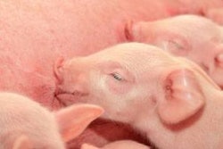 piglets-suckling-1207FMantioxidants1