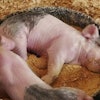 sleeping piglets