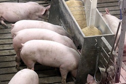 pigs-eating-from-feeder