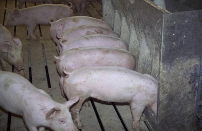 pigs-eating