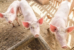 pigs-feed