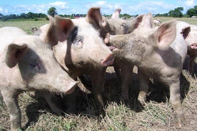 pigs-in-group-open-area