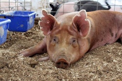 pigs-in-pens