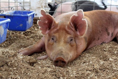 pigs-in-pens