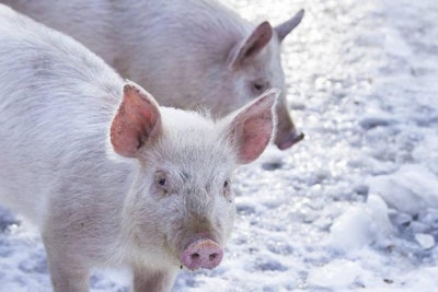 pigs-in-snow-1511