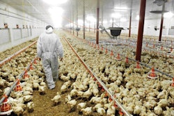 poultry-farm-veterinarian-1608