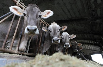 preventing-dairy-cow-illnesses-1602AnimalHealth