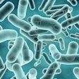 probiotics-support-gut-health