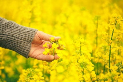 rapeseed-plants