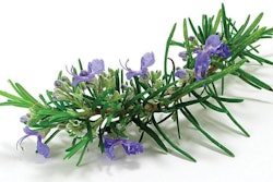 rosemary-antioxidant-animal-feeds-1608