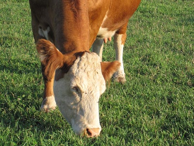 ruminant-trace-mineral-profiling