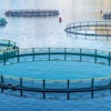 salmon-farm