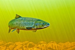 salmon-fish