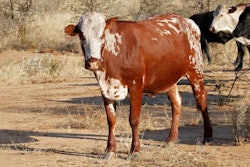 Sanga cow – indigenous cattle breed of northern Namibia, souther