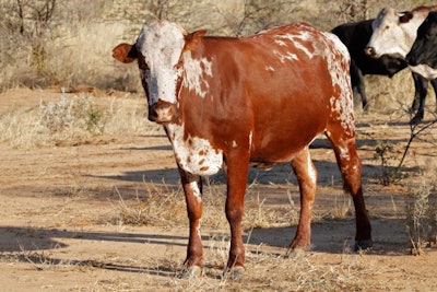 Sanga cow – indigenous cattle breed of northern Namibia, souther