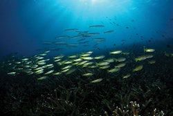 school-of-fish