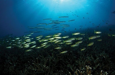 school-of-fish