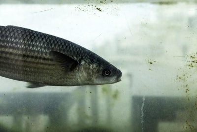 Closeup shot of live sea bass swimming in a fishpond