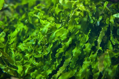 seaweed-bigstock
