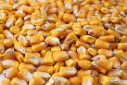 shelled-corn