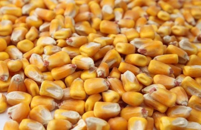 shelled-corn