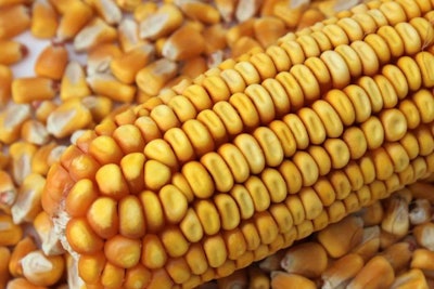 shelled-whole-corn-and-cob-1601