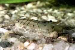 shrimp