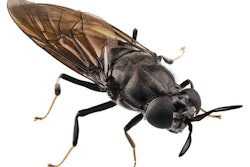 soldier-fly-1606insectpoultryfeed2