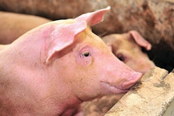 solutions-to-keep-pigs-healthy