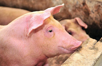 solutions-to-keep-pigs-healthy